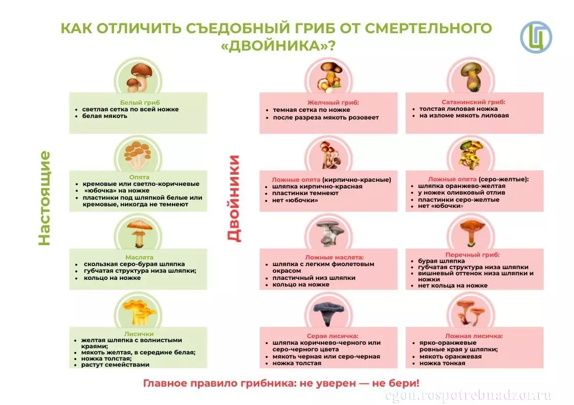 Грибная памятка