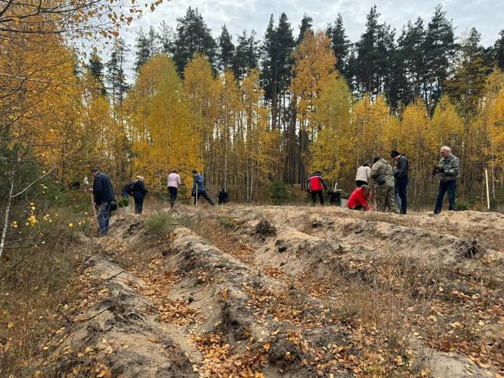 За последние два дня в урочище Сосновка Белгорода высадили восемь тысяч саженцев1