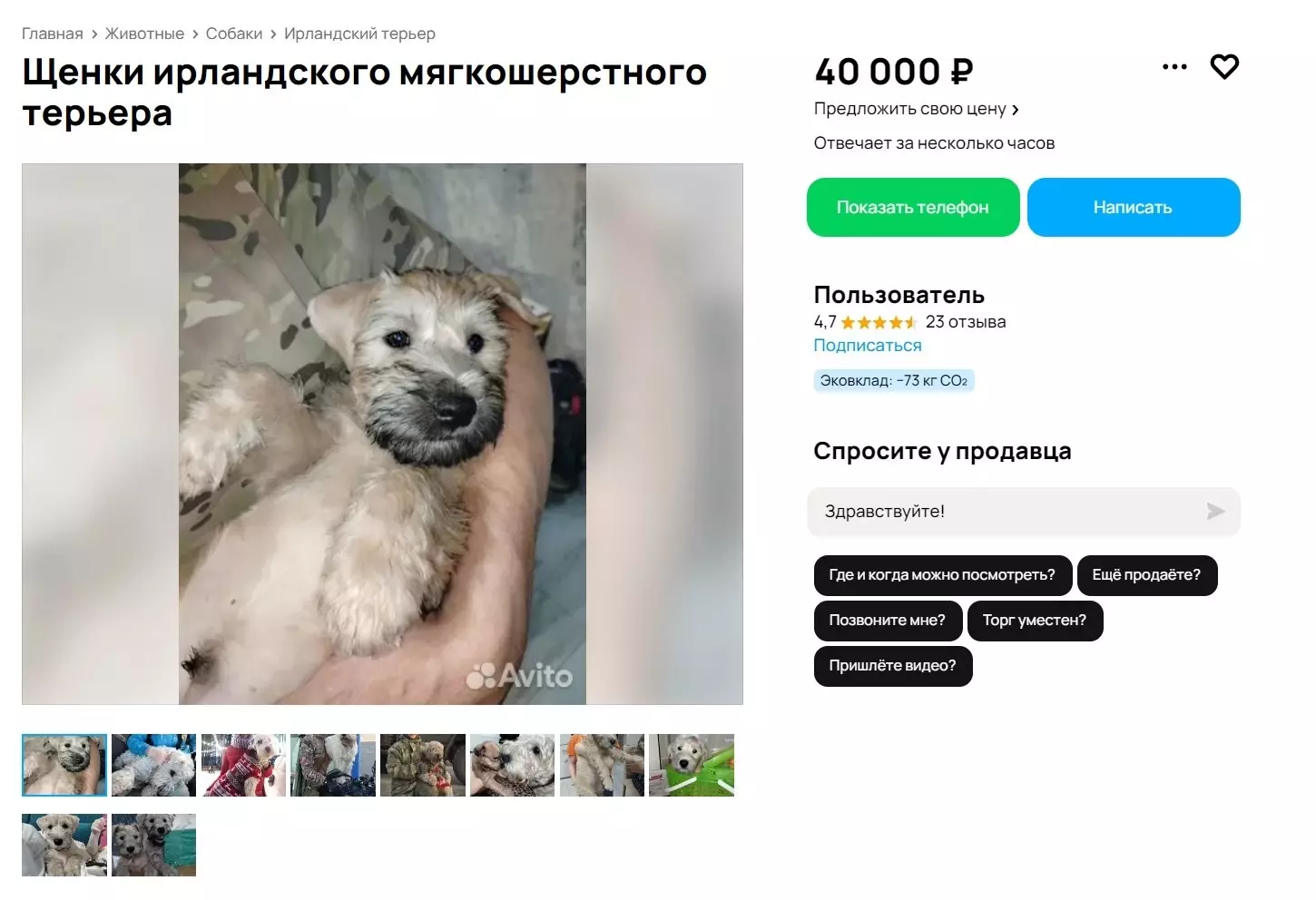 Объявление на сайте «Авито» о продаже собаки