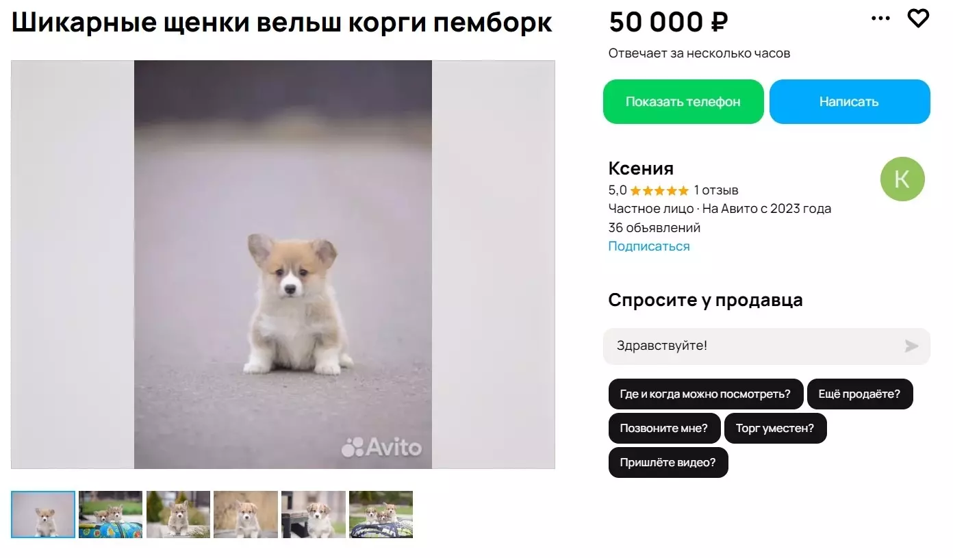 Объявление на сайте «Авито» о продаже собаки